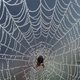 Illustration for article titled How Does A Spider Decide Where To Build Its Web?